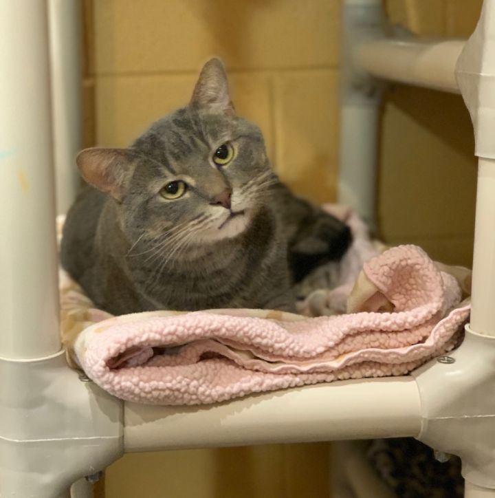 Limerick, an adoptable Domestic Short Hair in South Bend, IN_image-3