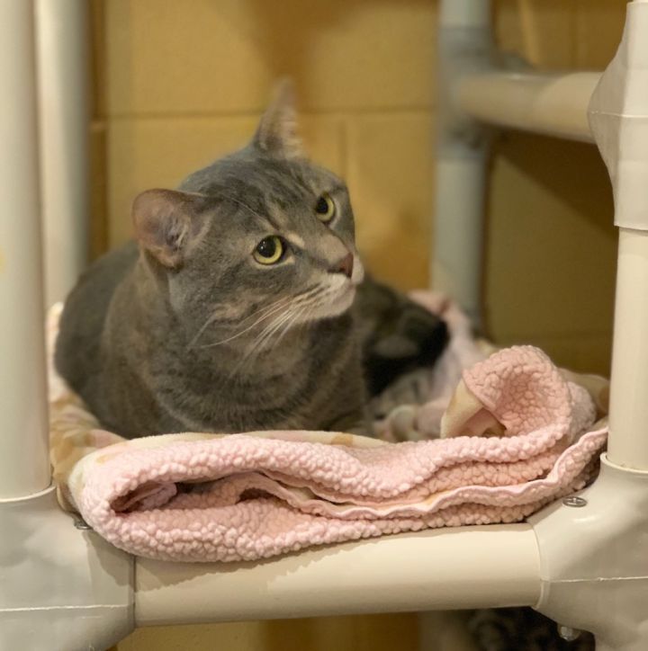 Limerick, an adoptable Domestic Short Hair in South Bend, IN_image-5