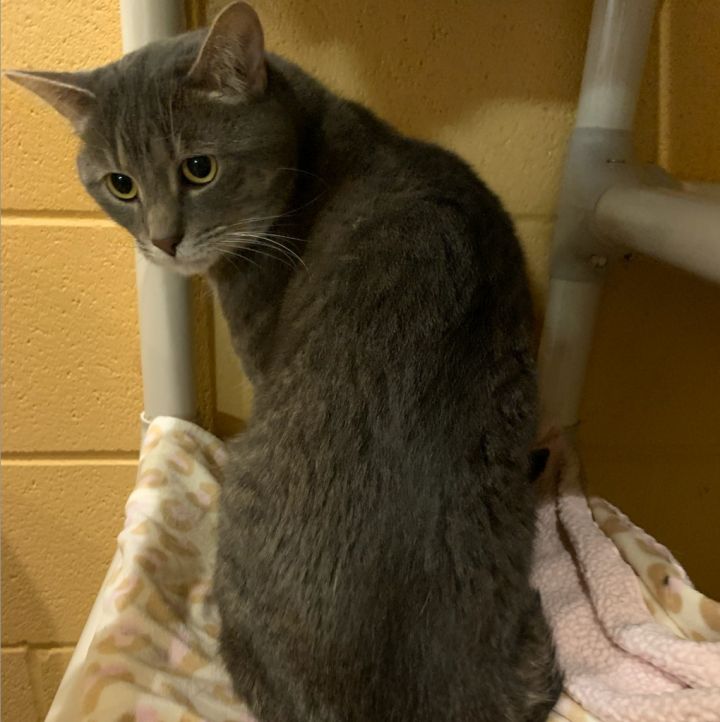 Limerick, an adoptable Domestic Short Hair in South Bend, IN_image-6