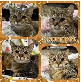 Crumpet - In a Foster Home!, an adoptable Domestic Short Hair in South Bend, IN_image-1