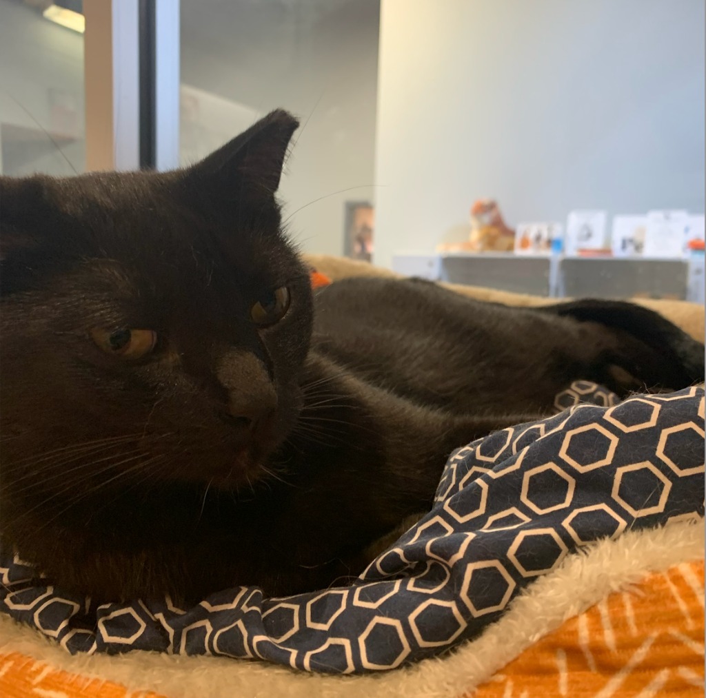 Jesse Owens, an adoptable Domestic Short Hair in South Bend, IN, 46614 | Photo Image 2