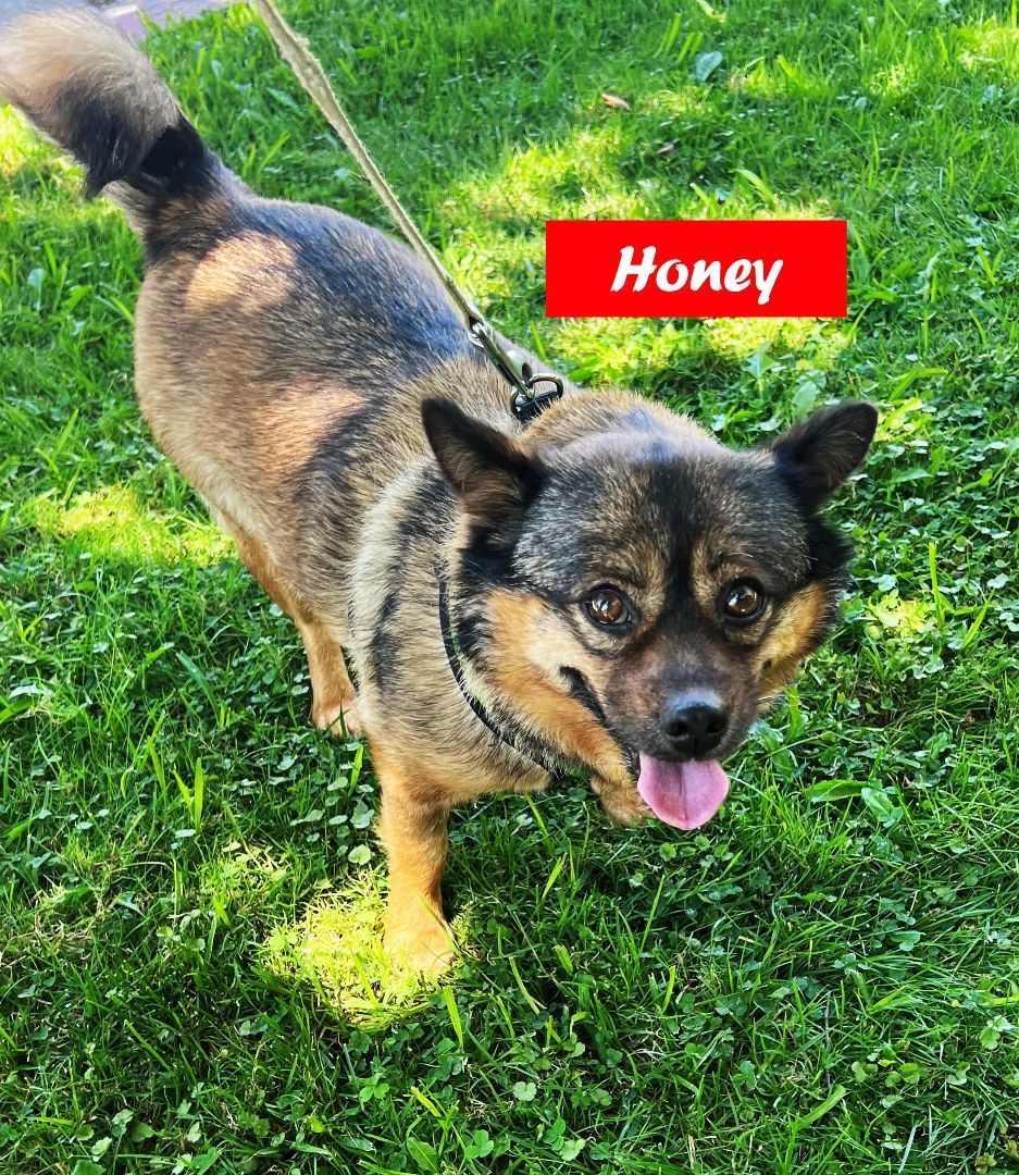 Dog for adoption - Honey, a Swedish Vallhund German Mix in West Hollywood, CA | Petfinder