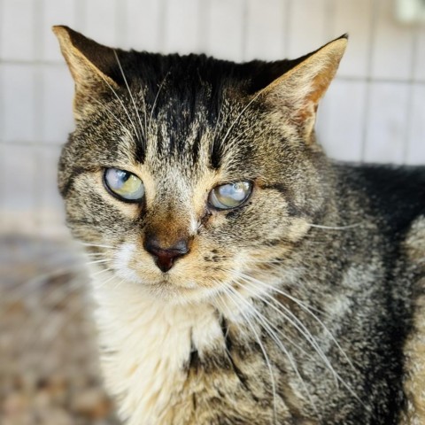 Cry Baby, an adoptable Domestic Short Hair in Redwood Valley, CA, 95470 | Photo Image 1