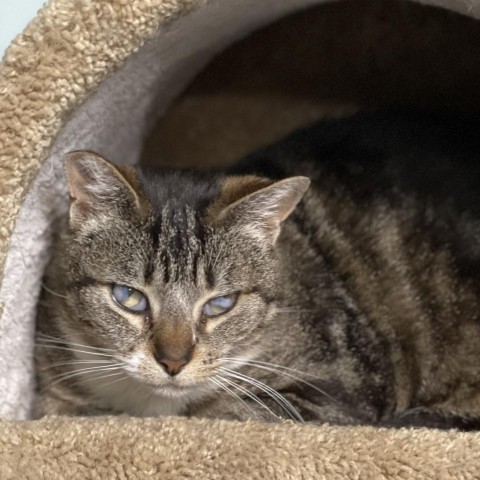 Cry Baby, an adoptable Domestic Short Hair in Redwood Valley, CA, 95470 | Photo Image 2