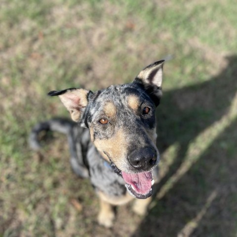 Ike, an adoptable Catahoula Leopard Dog, Mixed Breed in Tylertown, MS, 39667 | Photo Image 2