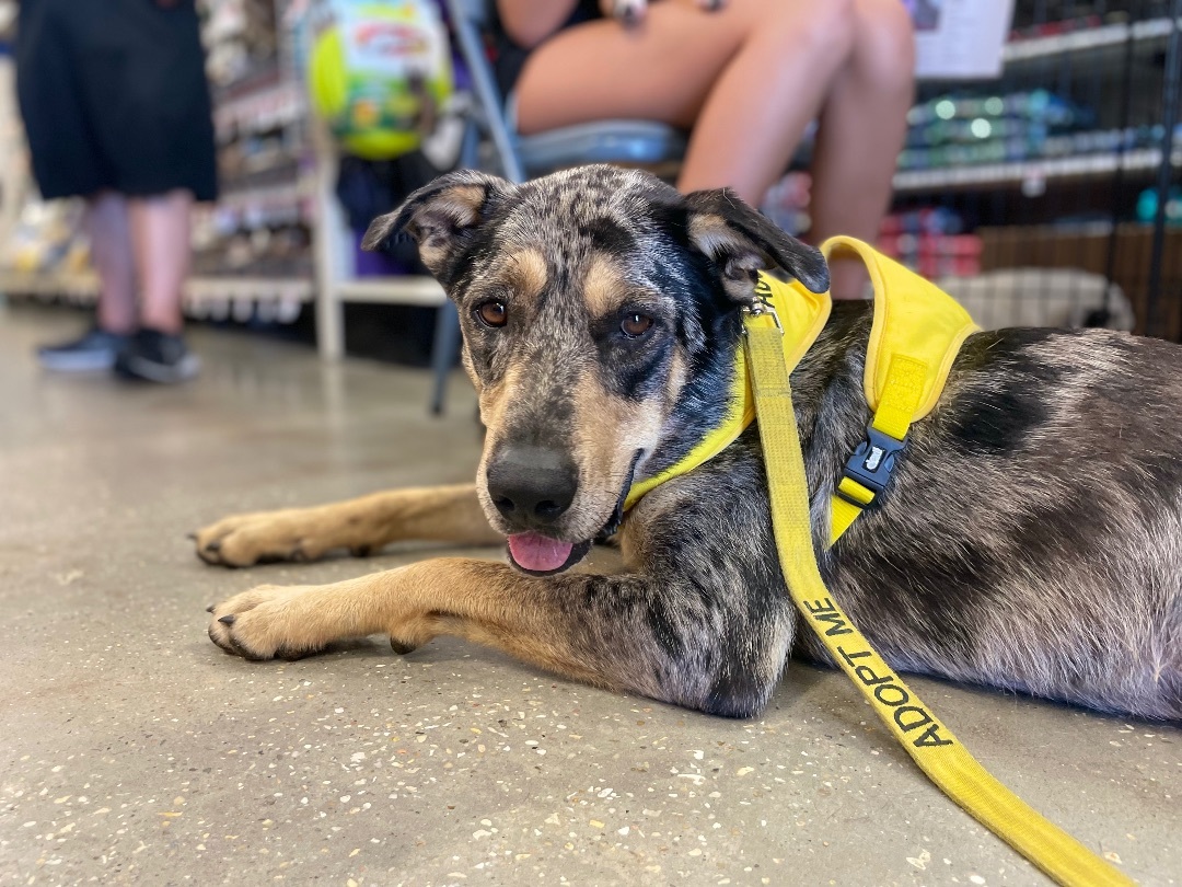 Ike, an adoptable Catahoula Leopard Dog, Mixed Breed in Tylertown, MS, 39667 | Photo Image 1