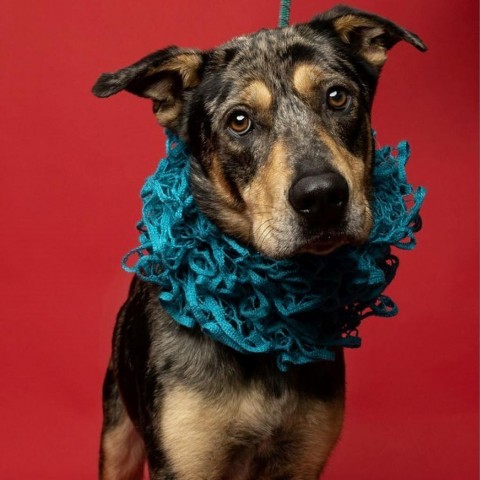 Ike, an adoptable Catahoula Leopard Dog, Mixed Breed in Tylertown, MS, 39667 | Photo Image 5