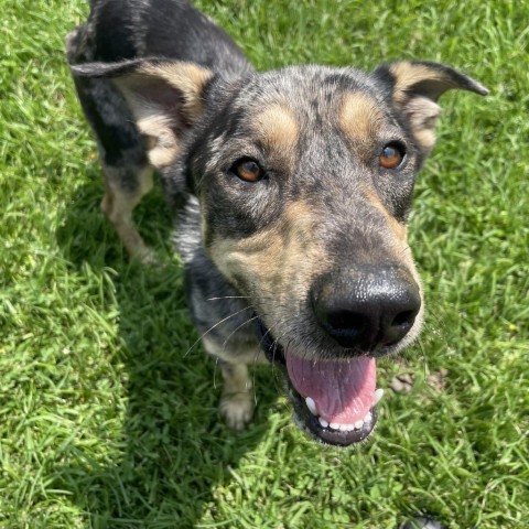 Ike, an adoptable Catahoula Leopard Dog, Mixed Breed in Tylertown, MS, 39667 | Photo Image 6