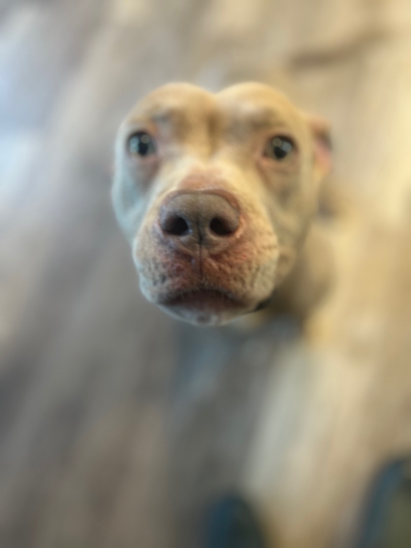 Sparkles, an adoptable American Staffordshire Terrier in Mississauga, ON, L4X 1J2 | Photo Image 1