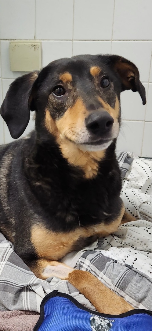 dachshund mixed with german shepherd