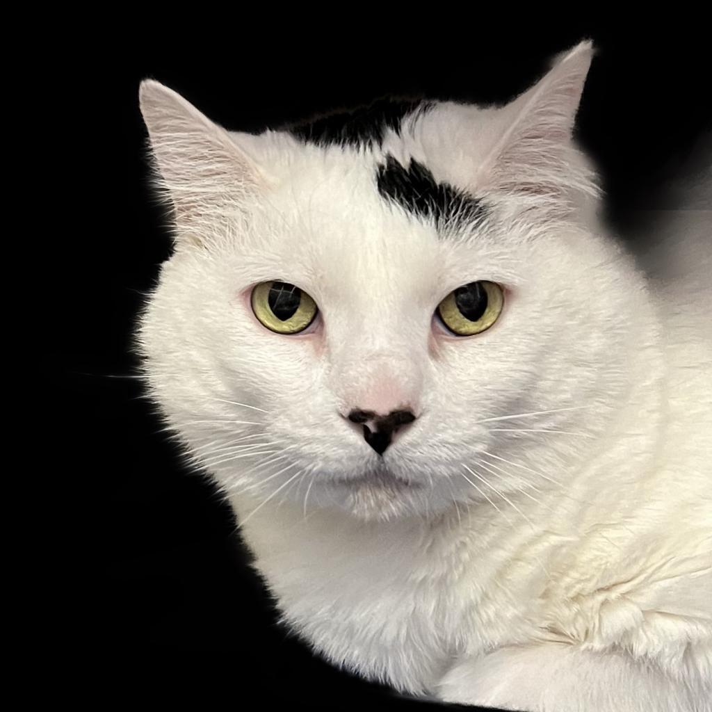 Buzz, an adoptable Domestic Short Hair in Springfield, IL, 62702 | Photo Image 1