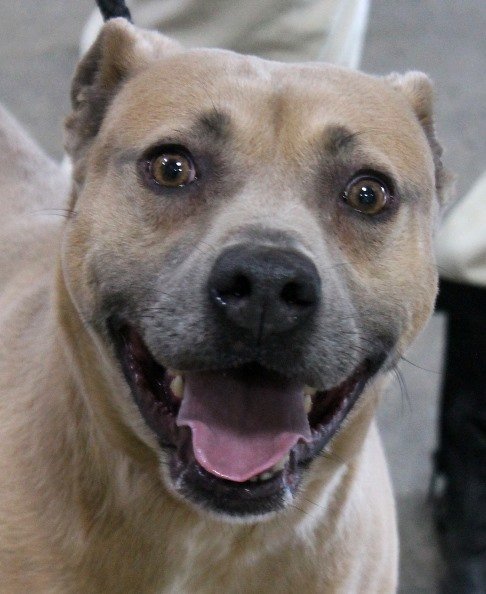 Hera, an adoptable Pit Bull Terrier Mix in Carrollton, GA_image-1