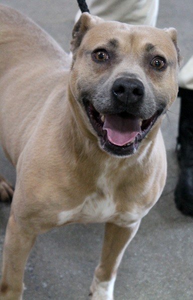 Hera, an adoptable Pit Bull Terrier Mix in Carrollton, GA_image-2