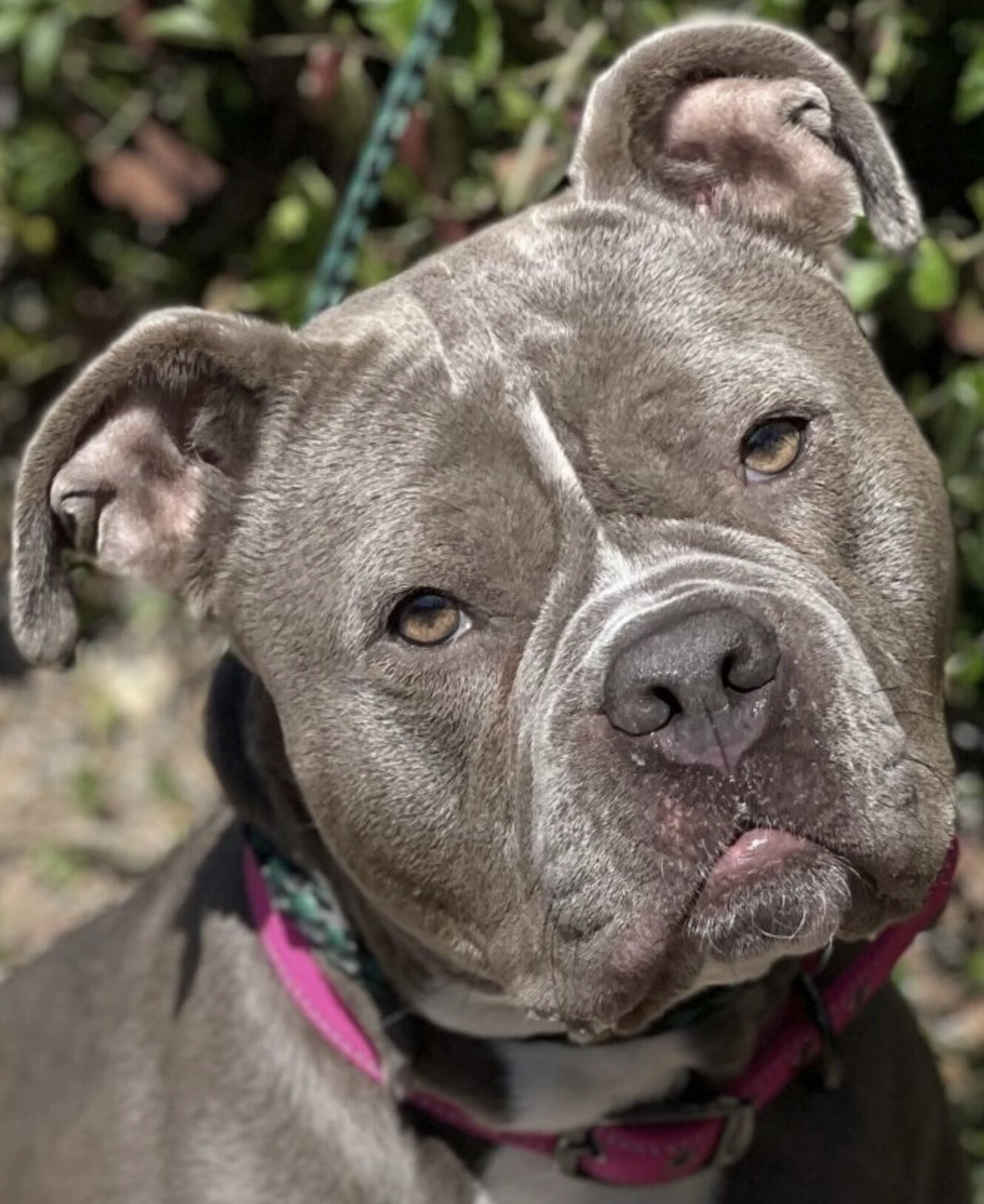 Dog for adoption - Prunella, a Pit Bull Terrier Mix in Kansas City, MO ...