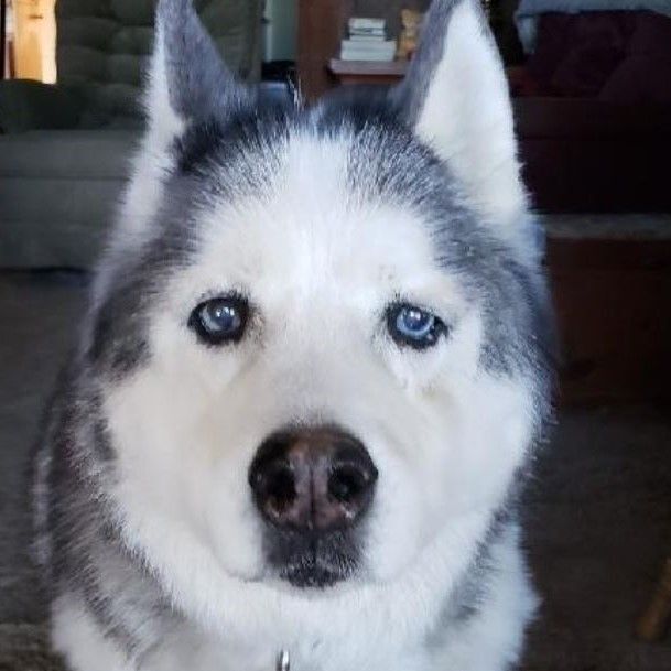 Sled Dog Sanctuary