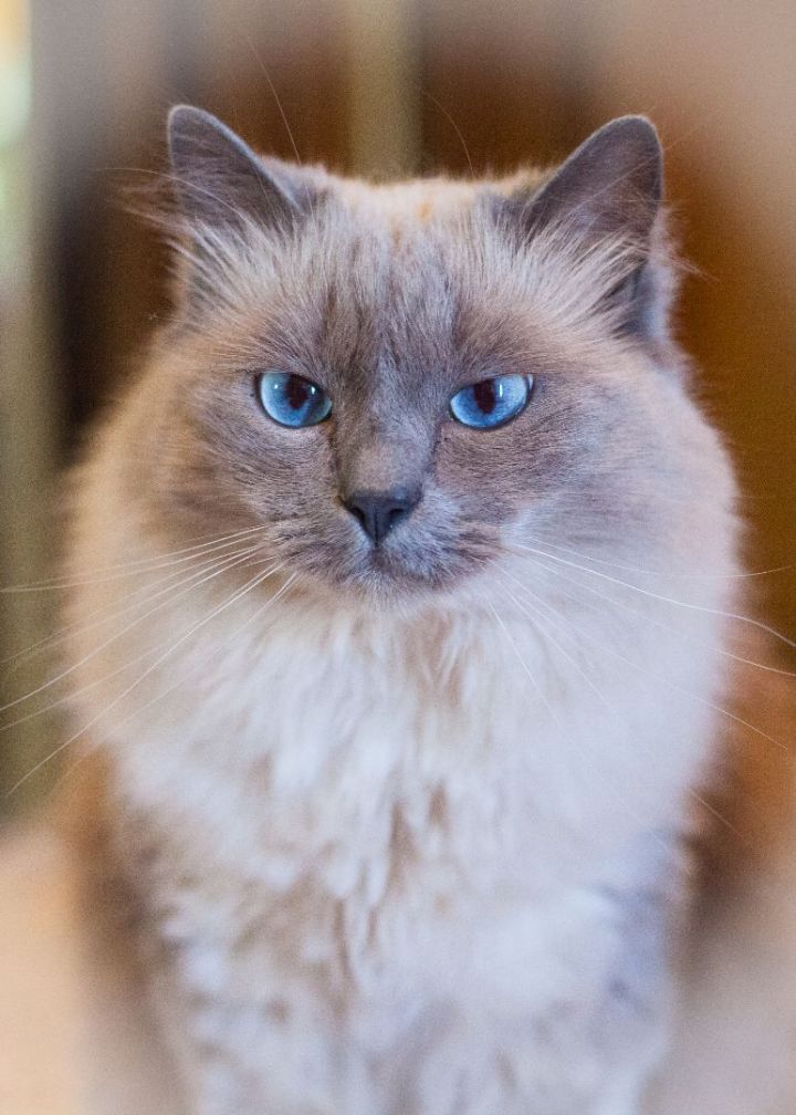 Mirabella 6