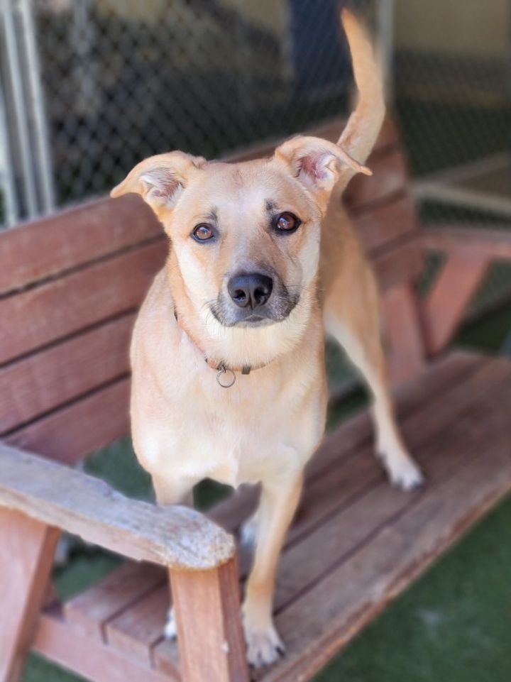 Dog for adoption Karma, a Shepherd Mix in Sudbury, MA Petfinder