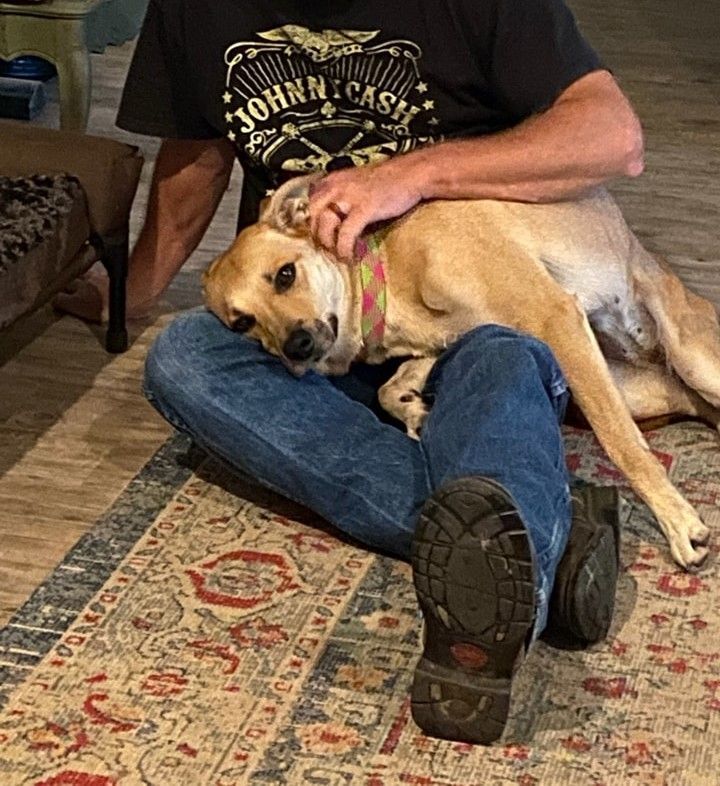 Dog for adoption Karma, a Shepherd & Australian Cattle Dog / Blue