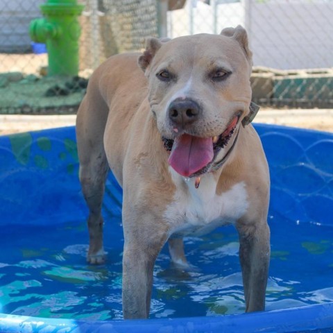 Bella (Hazel), an adoptable Pit Bull Terrier, Mixed Breed in Benton City, WA, 99320 | Photo Image 1