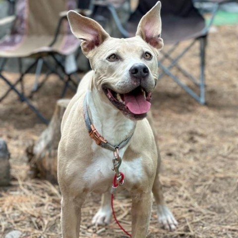 Bella (Hazel), an adoptable Pit Bull Terrier, Mixed Breed in Benton City, WA, 99320 | Photo Image 3