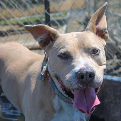 Bella (Hazel), an adoptable Pit Bull Terrier, Mixed Breed in Benton City, WA, 99320 | Photo Image 4