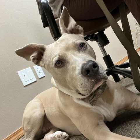 Bella (Hazel), an adoptable Pit Bull Terrier, Mixed Breed in Benton City, WA, 99320 | Photo Image 4