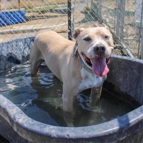 Bella (Hazel), an adoptable Pit Bull Terrier, Mixed Breed in Benton City, WA, 99320 | Photo Image 5