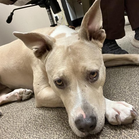 Bella (Hazel), an adoptable Pit Bull Terrier, Mixed Breed in Benton City, WA, 99320 | Photo Image 5