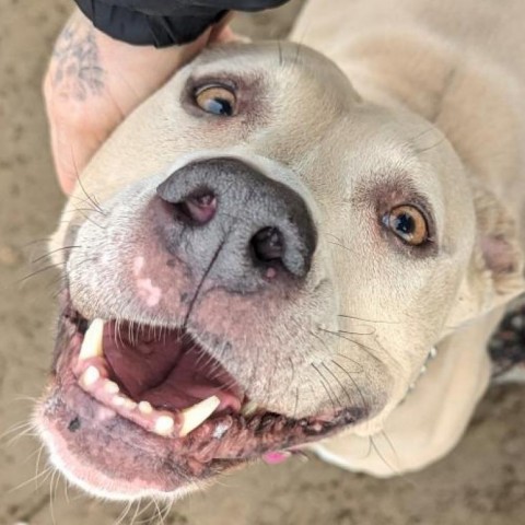 Bella (Hazel), an adoptable Pit Bull Terrier, Mixed Breed in Benton City, WA, 99320 | Photo Image 6