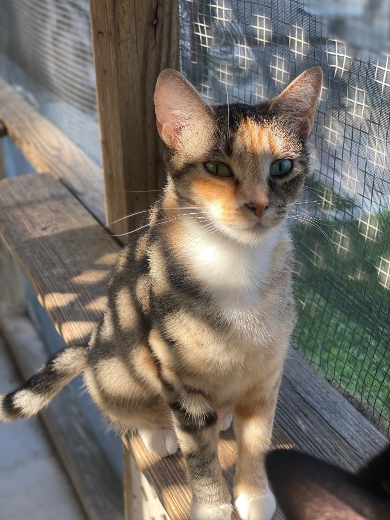 Meringue