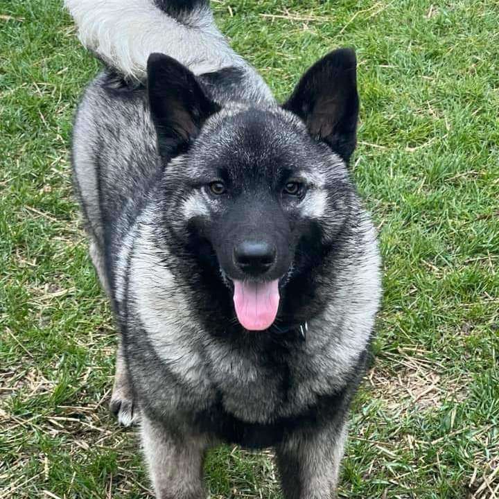 are black norwegian elkhounds good with other dogs