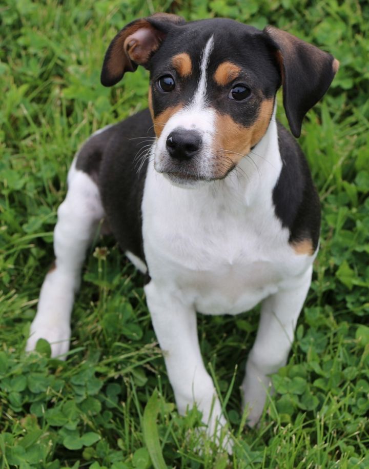 Fiddle, an adopted Feist & Dachshund Mix in Charles Town, WV_image-3