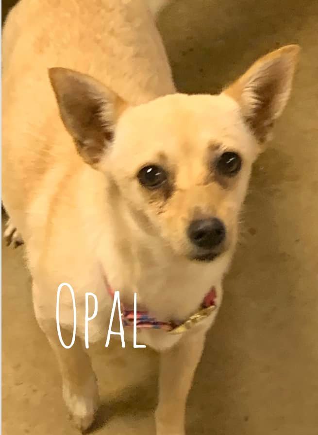 Opal, an adoptable Chihuahua Mix in Rockville, MD_image-1