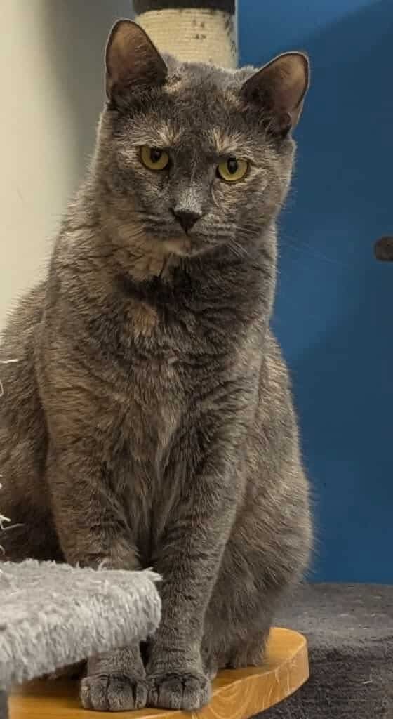 AshFur, an adoptable Domestic Short Hair in Rochester, NY, 14626 | Photo Image 1