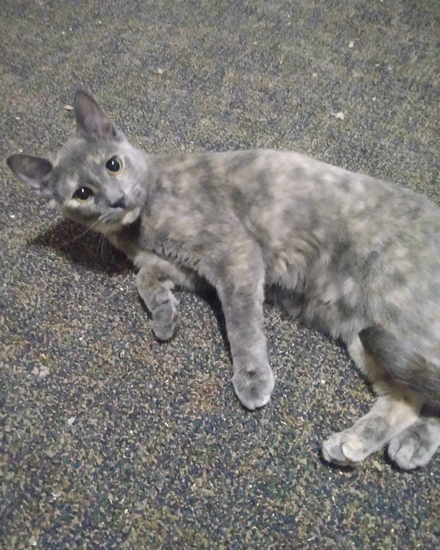 AshFur, an adoptable Domestic Short Hair in Rochester, NY, 14626 | Photo Image 2