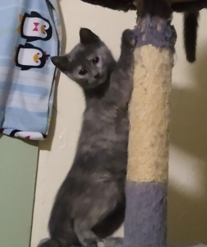 AshFur, an adoptable Domestic Short Hair in Rochester, NY, 14626 | Photo Image 3