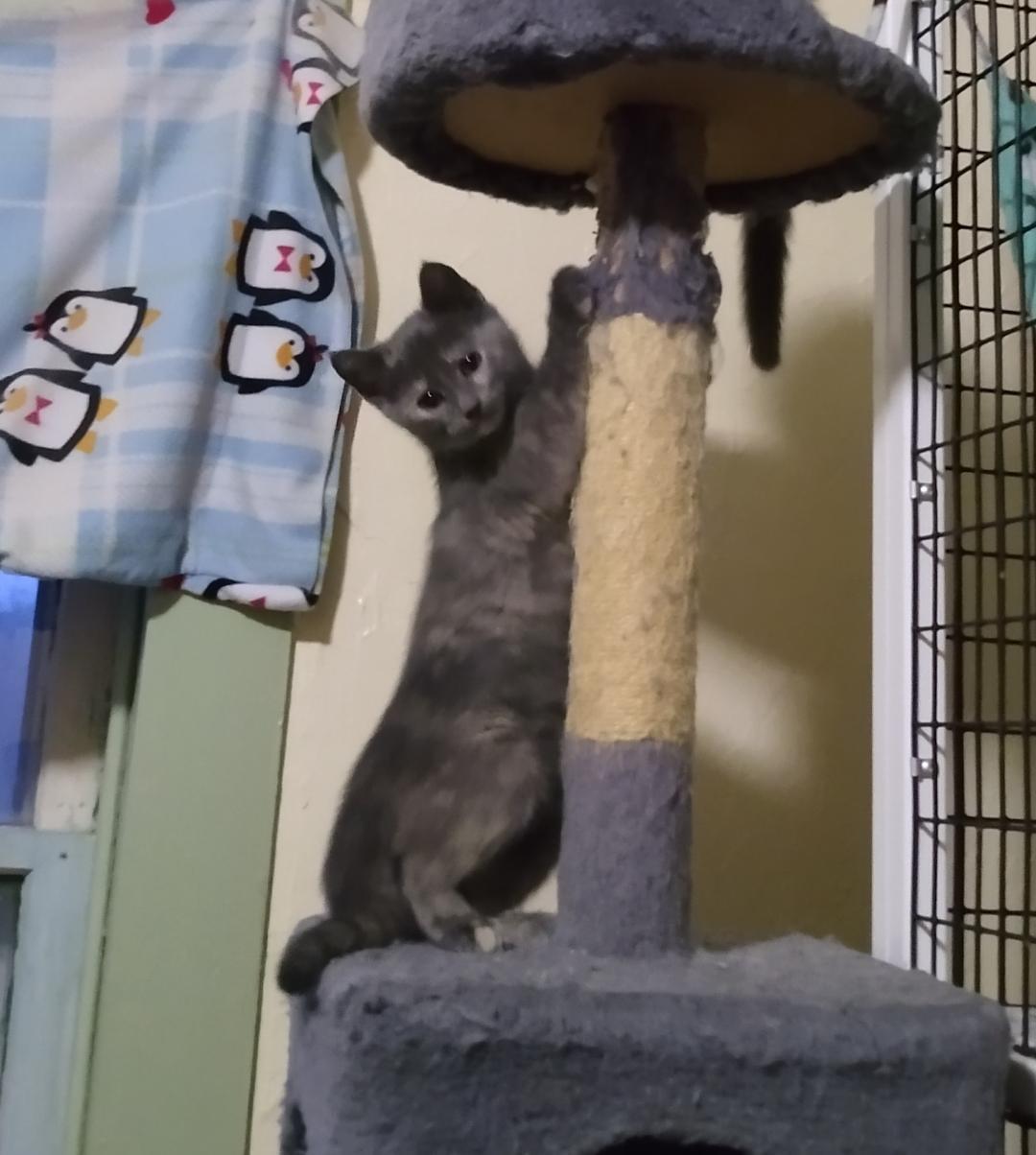 AshFur, an adoptable Domestic Short Hair in Rochester, NY, 14626 | Photo Image 3