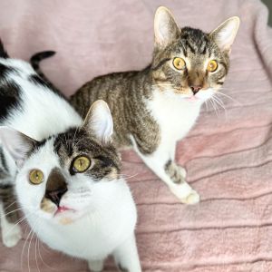 Bill & Frankie (Bonded Pair)