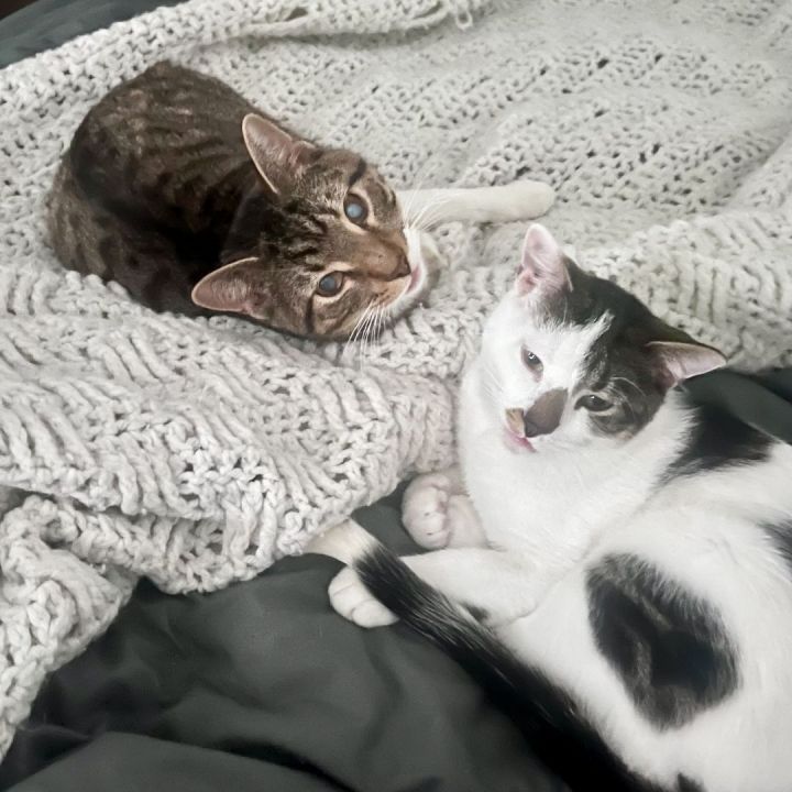 Bill & Frankie (Bonded Pair) 6