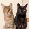 Ghost & Tommy (Bonded Pair) - Pending Adoption