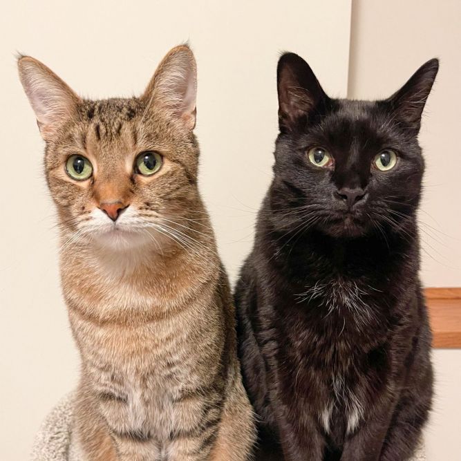 Ghost & Tommy (Bonded Pair) 