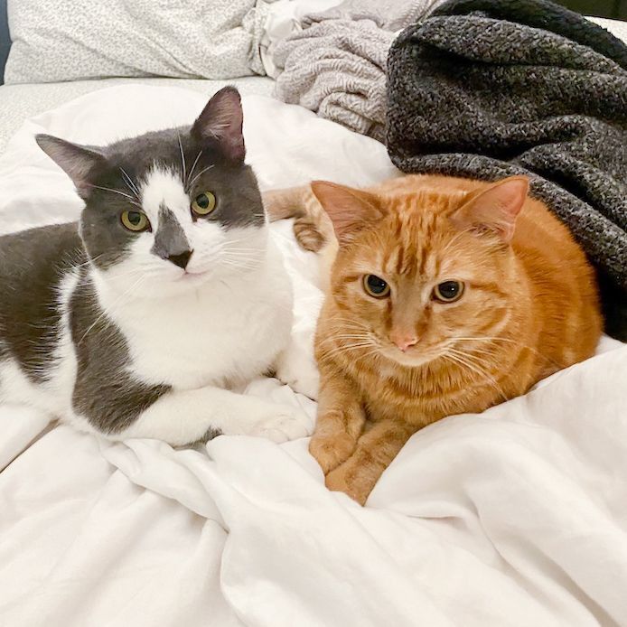 Fergus & Glen (Bonded Pair, FIV+) 1