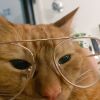 Fergus & Glen (Bonded Pair, FIV+)