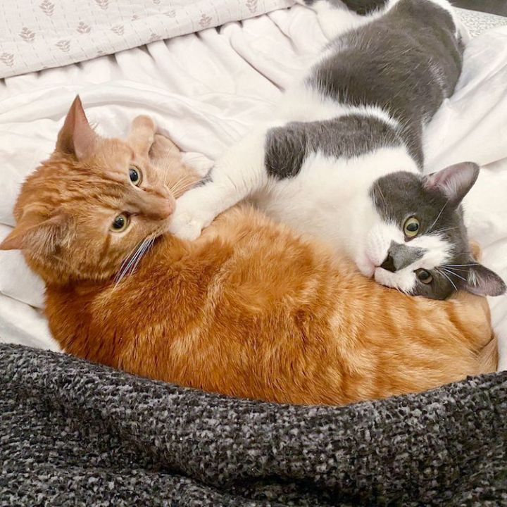 Fergus & Glen (Bonded Pair, FIV+) 4