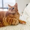 Fergus & Glen (Bonded Pair, FIV+)
