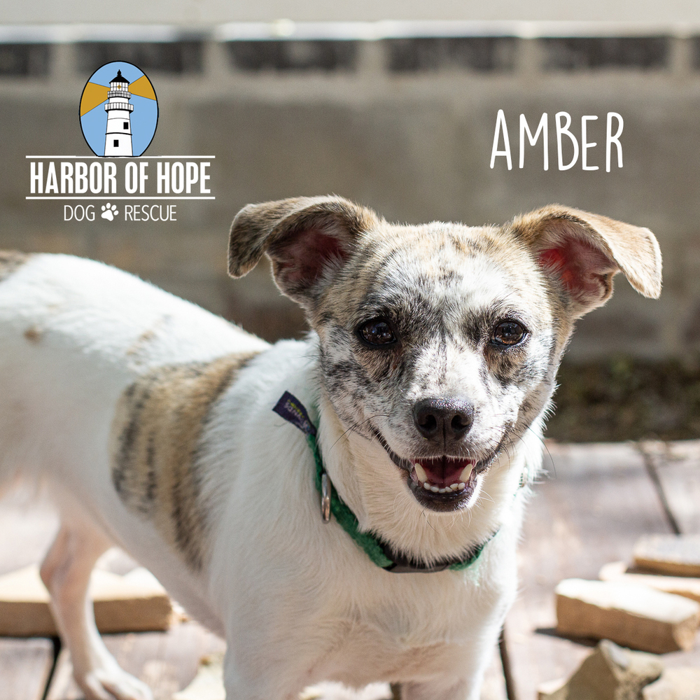 Amber, an adoptable Chihuahua, Terrier in Bellevue, NE, 68005 | Photo Image 1