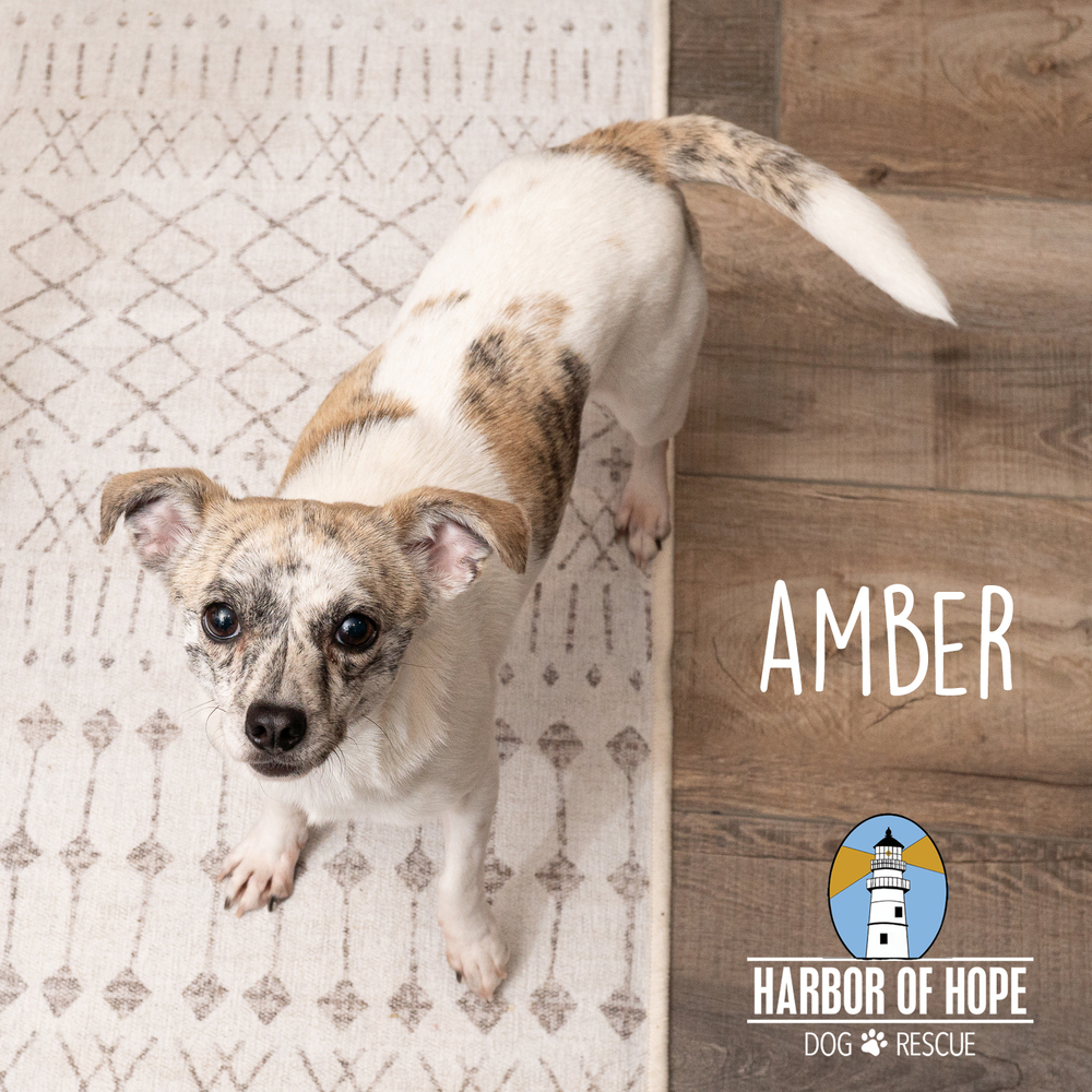Amber, an adoptable Chihuahua, Terrier in Bellevue, NE, 68005 | Photo Image 2