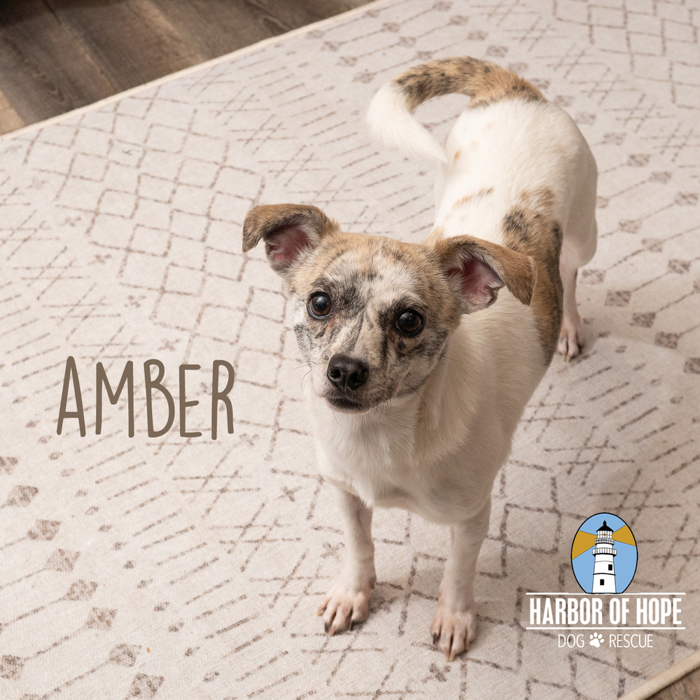 Amber, an adoptable Chihuahua, Terrier in Bellevue, NE, 68005 | Photo Image 3