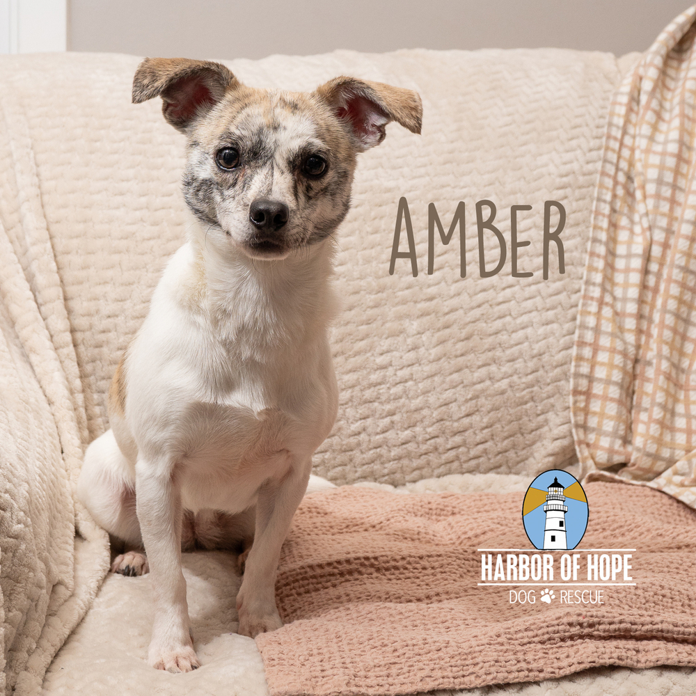 Amber, an adoptable Chihuahua, Terrier in Bellevue, NE, 68005 | Photo Image 4
