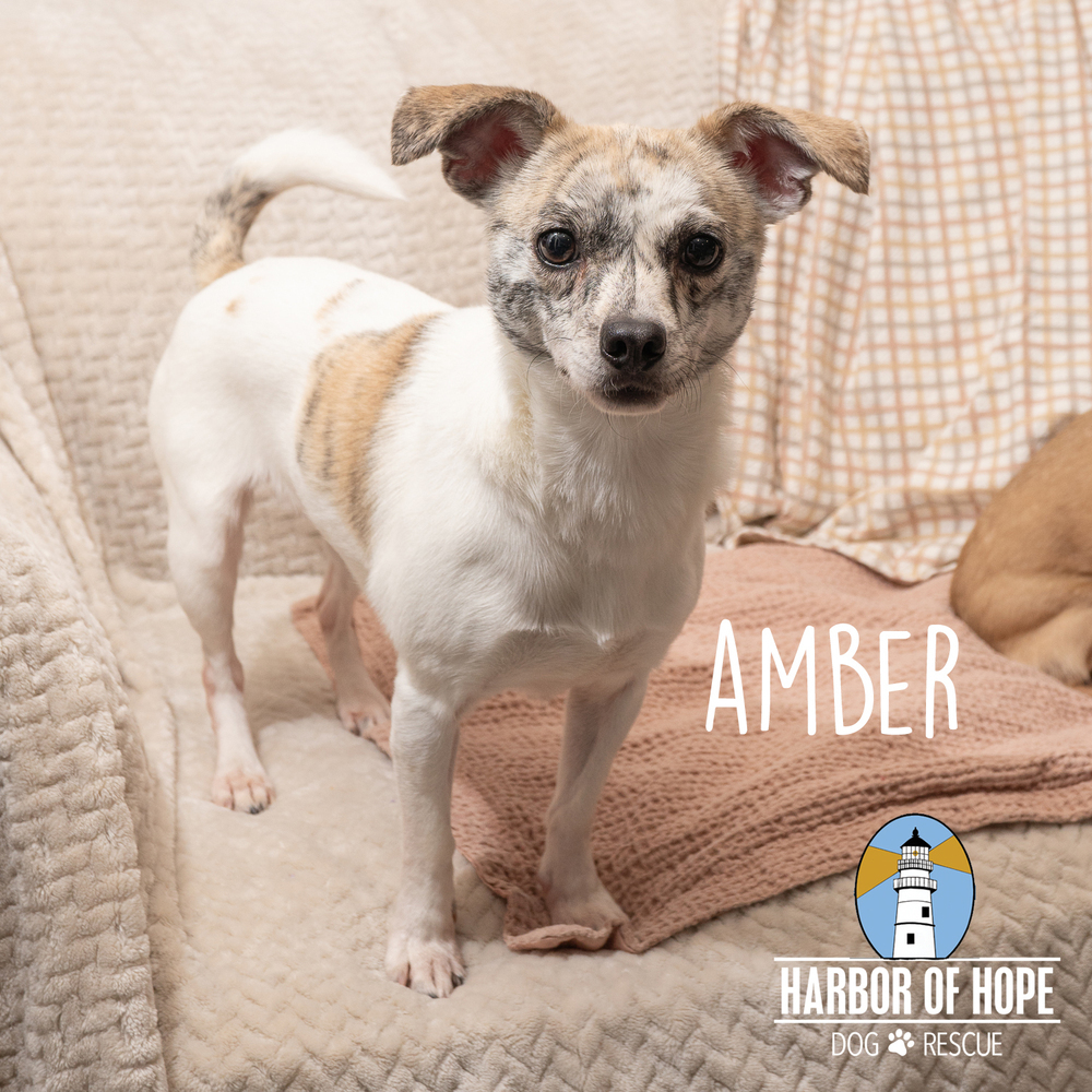 Amber, an adoptable Chihuahua, Terrier in Bellevue, NE, 68005 | Photo Image 5